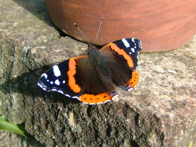 Vanessa atalanta Red Admiral Butterfly
