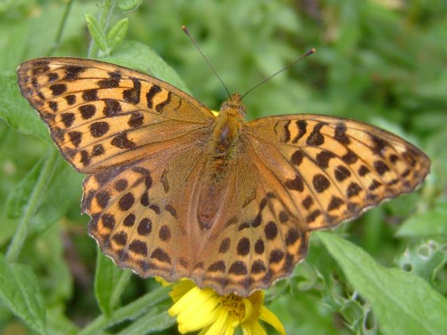 Argynnis paphia Silver Washed Fritillary Butterfly
