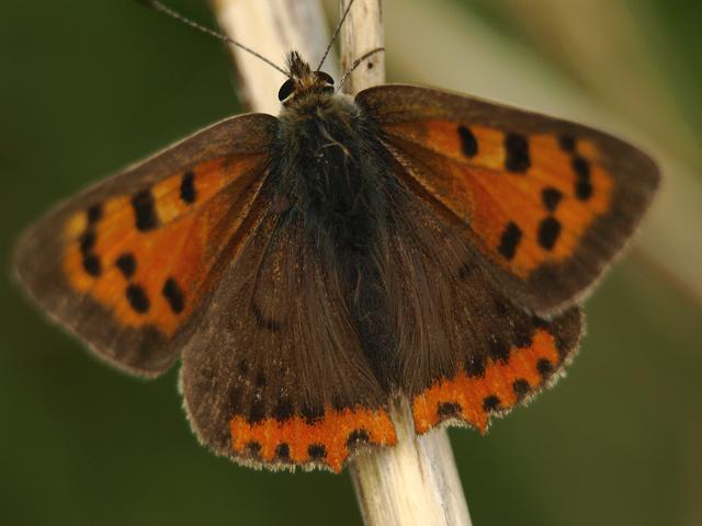 Lycaena phlaeas Small Copper Butterfly
