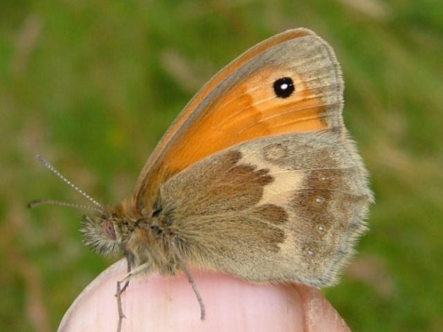 Coenonympha pamphilus Small Heath Butterfly