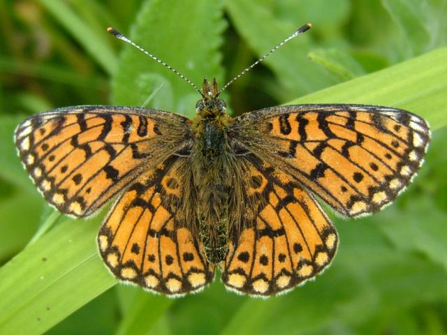Boloria selene Small Pearl Bordered Fritillary Butterfly