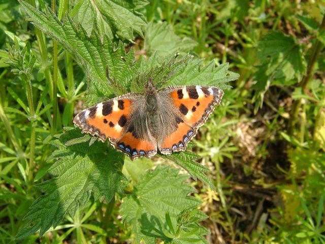 Aglais urticae Small Tortoiseshell Butterfly