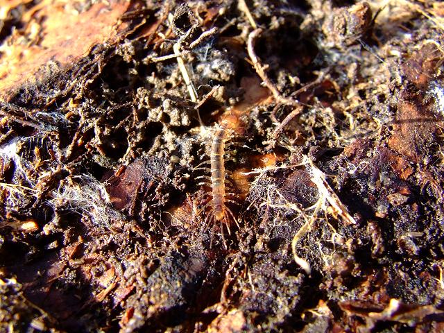 Centipedes to be identified Centipede images