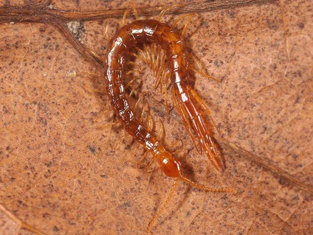 Cryptops hortensis Common Centipede Cryptopid Cryptopidae images
