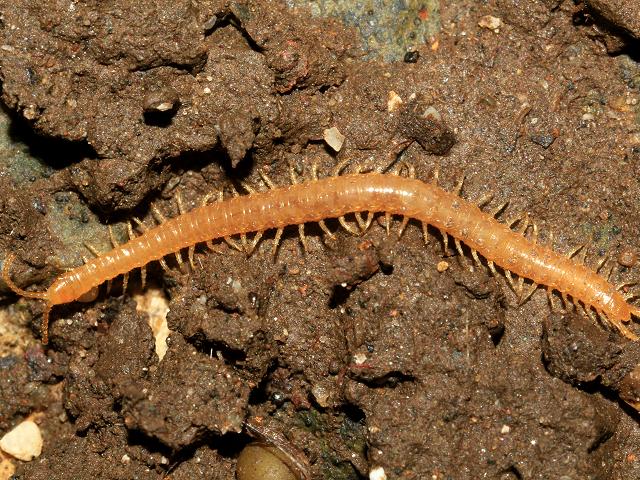 Eurygeophilus pinguis Geophilid Centipede image from Atlas of the Centipedes of Britain and Ireland by Tony Barber
