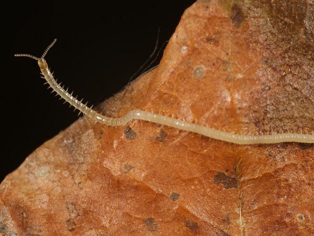 Geophilus electricus Geophilid Geophilidae Centipede images