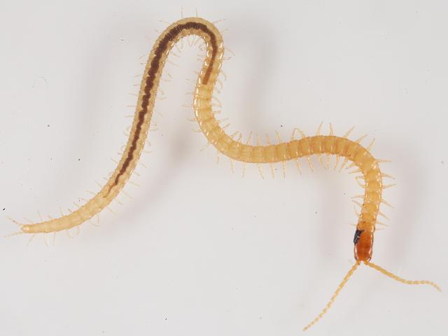 Geophilus osquidatum Geophilid Geophilidae Centipede images