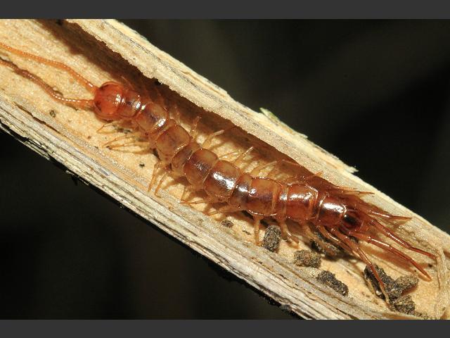 Lithobius melanops Lithobiid centipede images