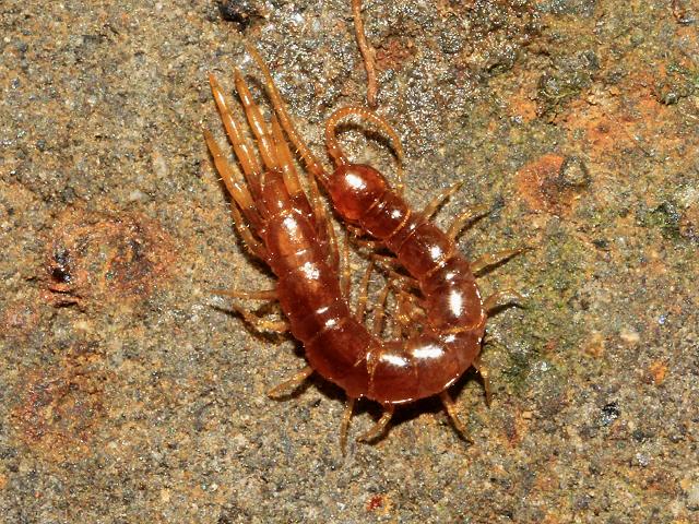 Lithobius microps Lithobiid Centipede images