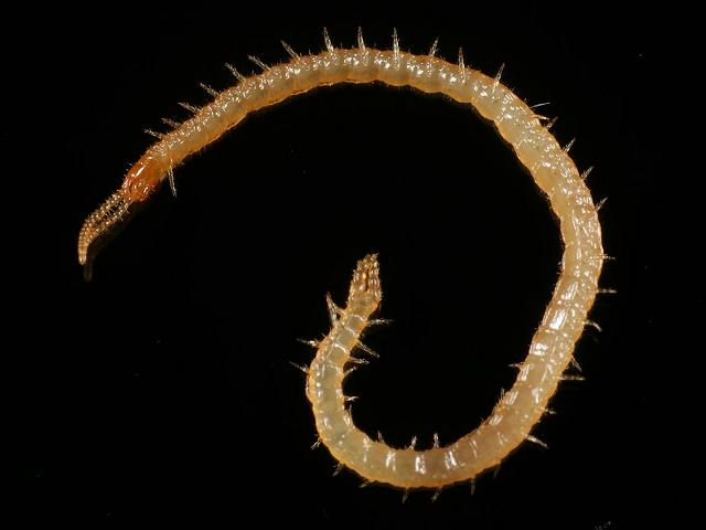 Schendyla nemorensis Schendylid Centipede images
