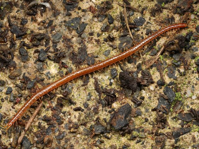 Strigamia maritima Lintotaeniid Centipede images