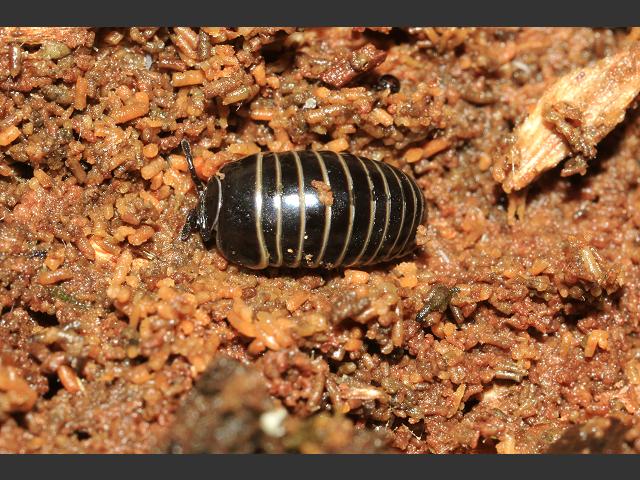 Glomeris marginata Common Pill Millipede images