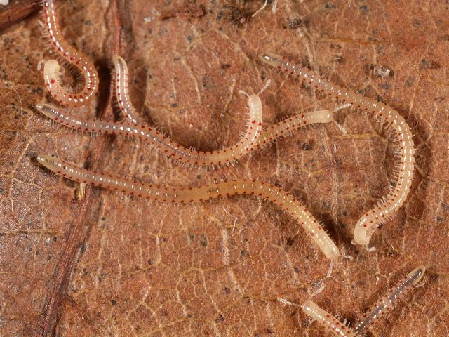 Blaniulus guttulatus Spotted Snake Millipede images