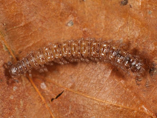 Brachydesmus superus Flat-backed Millipede Polydesmidae Polydesmid images