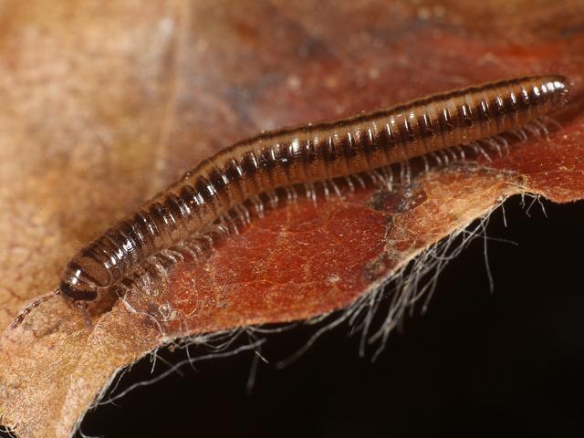 Brachyiulus pusillus julid julidae millipede Images