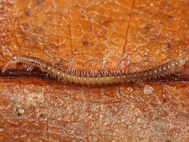 Choneiulus palmatus Blaniulid Blaniulidae millipede images