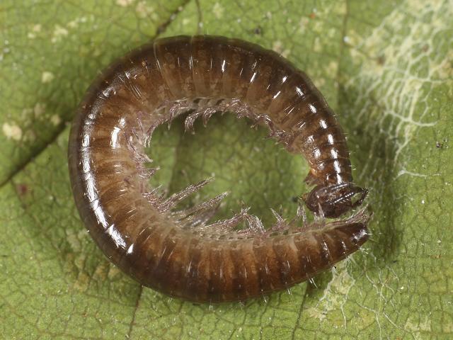 Chordeuma species Chordeumatidae Chordeumatid millipede images