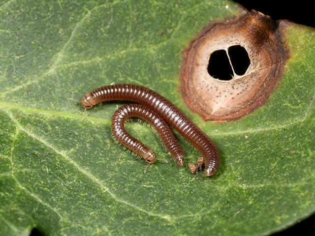 Cylindroiulus appeninorum Millipede images