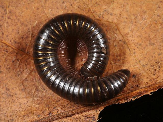 Cylindroiulus caeruleocinctus julid julidae millipede Images