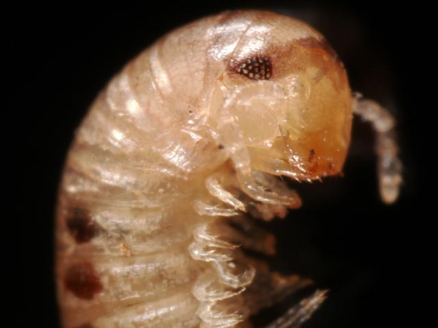 Cylindroiulus latestriatus julid millipede julidae images