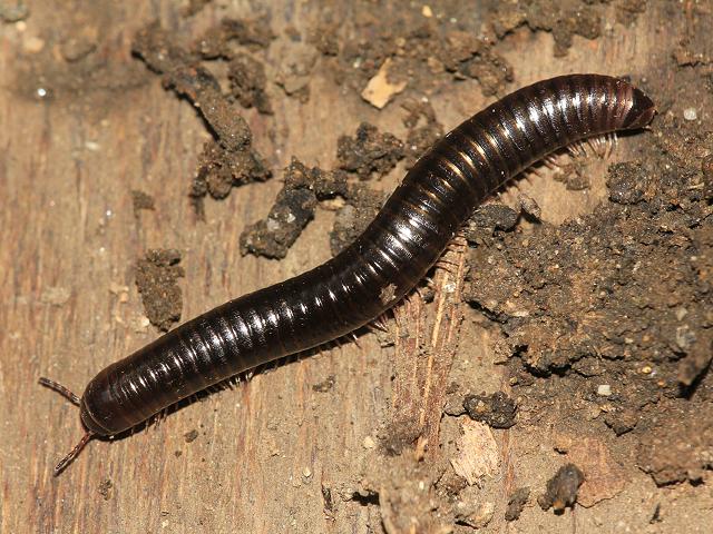 Cylindroiulus londinensis julid julidae millipede Images
