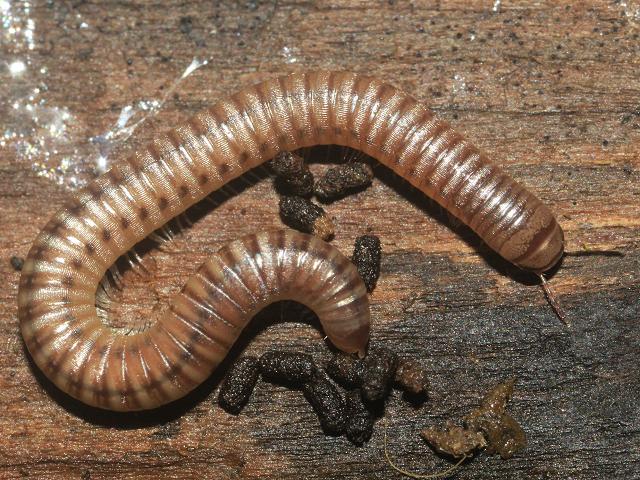 Cylindroiulus punctatus Blunt tailed Snake Millipede Images