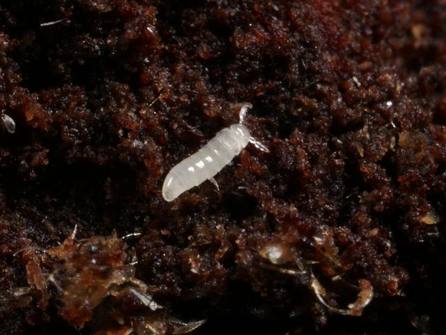 Millipedes to identify other diplopoda images