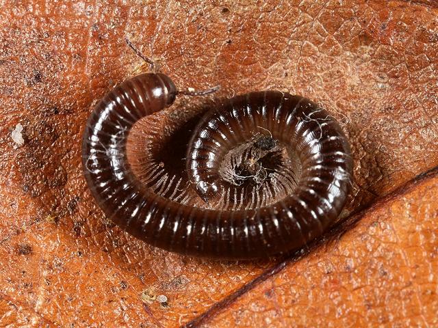 Julus scandinavius julid millipede gonads gonopore julidae Images