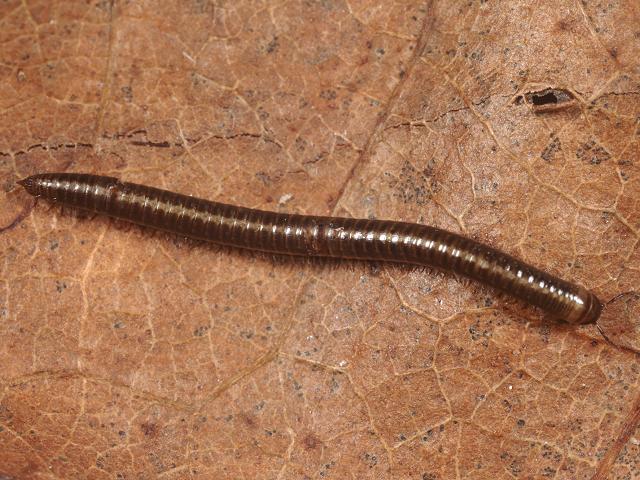 Leptoiulus belgicus julid millipede julidae images
