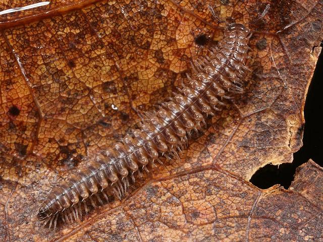 Nanogona polydesmoides false flat back millipede Craspedosomatid Craspedosomatidae Images