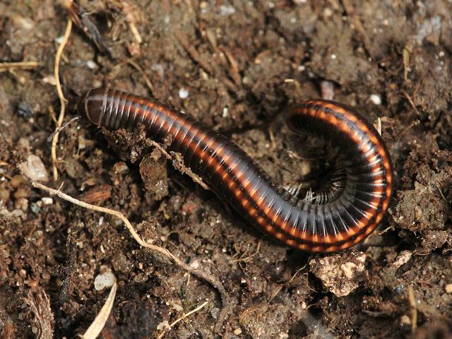 Ommatoiulus sabulosus Striped Millipede images