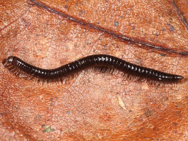 Ophyiulus pilosus julidae julid millipede images