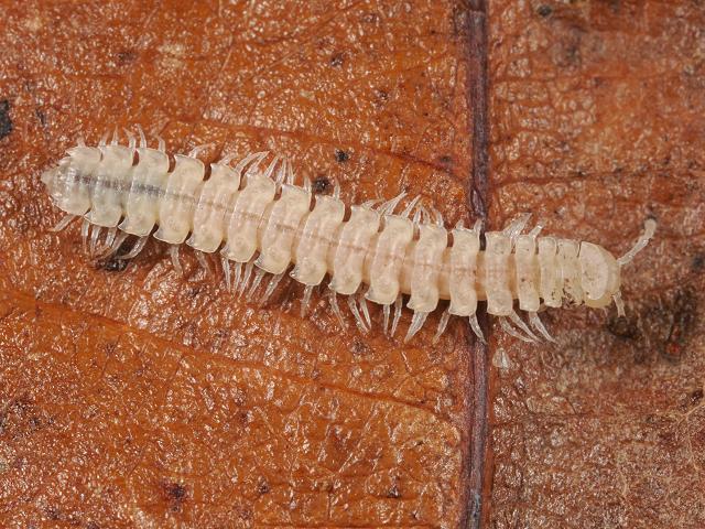 Polydesmus species white juvenile Flat Backed Millipede images