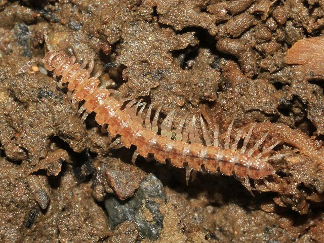 Polydesmus species Flat Backed Millipede images