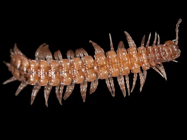 Polydesmus species male Flat Backed Millipede images