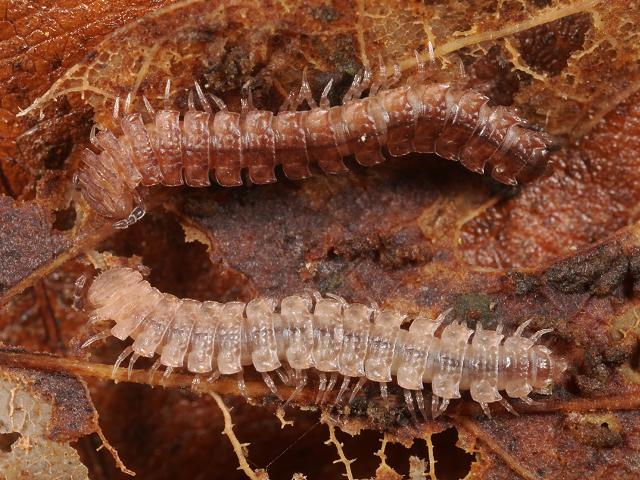 Polydesmus species Flat Backed Millipede images
