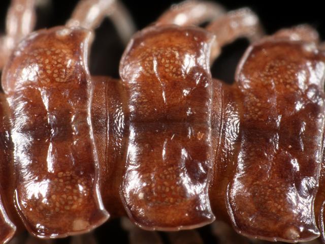 Polydesmus angustus Common Flat-backed Millipede images
