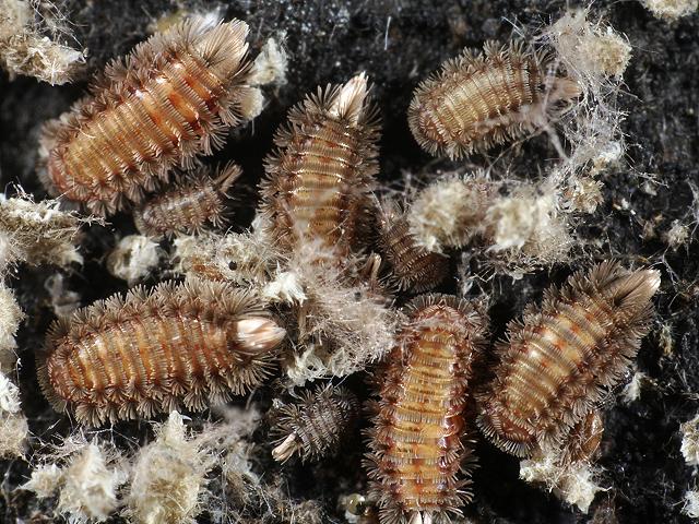 Polyxenus lagurus Bristly Millipede Images