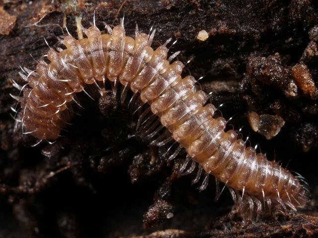 not Nanogona polydesmoides Craspedosomatid Millipede Craspedosomatidae Images