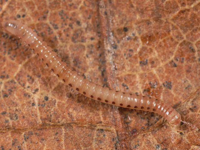 Proteroiulus fuscus Blaniulid Blaniulidae millipede images