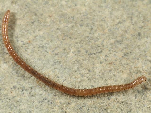 Thalassisobates littoralis littoral millipede images
