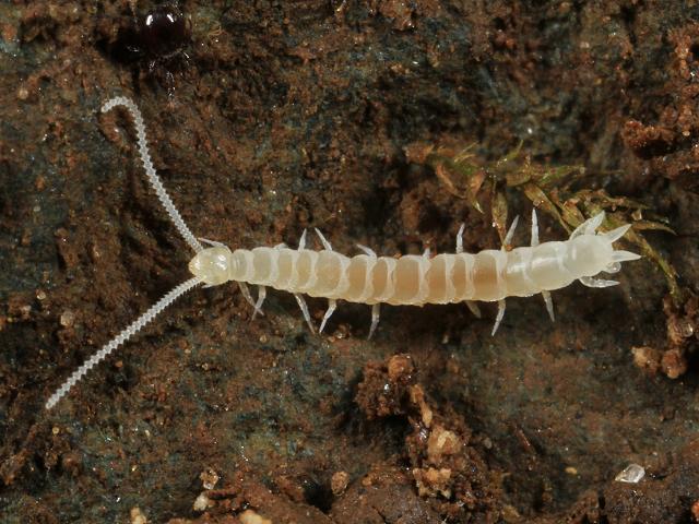 Symphyla Symphylid Dwarf Centipede images