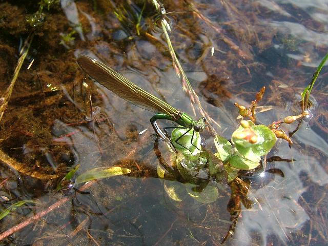 Calopteryx virgo Beautiful Demoiselle Damselflies Odonata