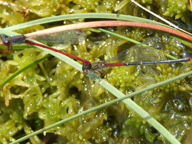 Ceriagrion tenellum Small Red Damselfly Damselflies Odonata