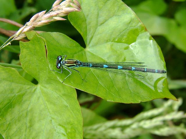 Coenagrion puella Azure Damselfly Damselflies Odonata