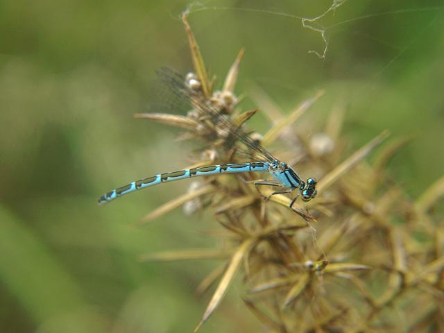 Enallagma cyathigerum Common Blue Damselfly Damselflies Odonata