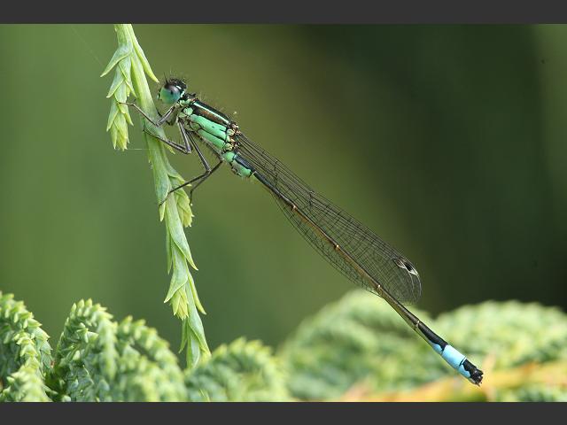 Ischnura elegans Blue Tailed Damselfly Damselflies Odonata