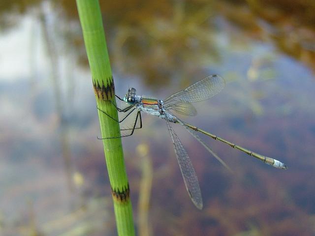 Lestes sponsa Emerald Damselfly Damselflies Odonata