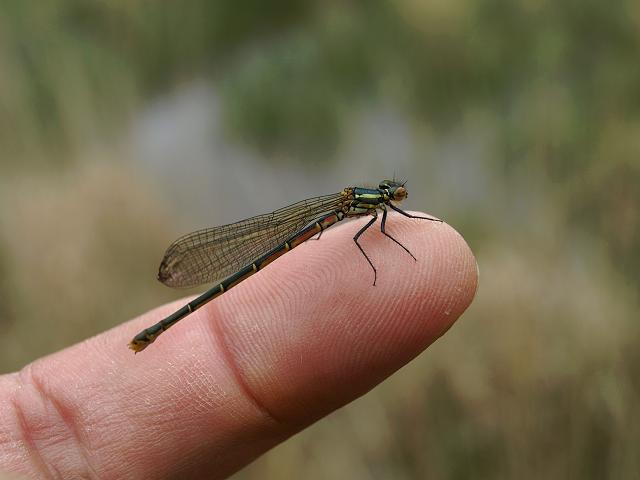 Pyrrhosoma nymphula Large Red Damselfly Damselflies Odonata