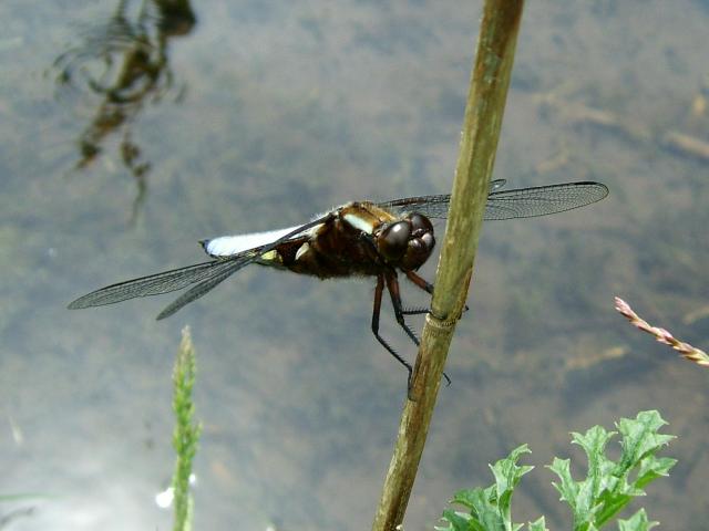 Libellula depressa Broad Bodied Chaser Dragonflies Odonata